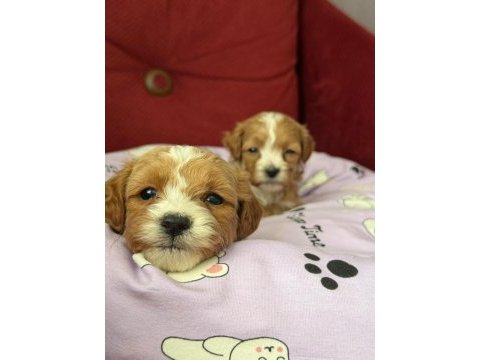 A kalite maltipoo