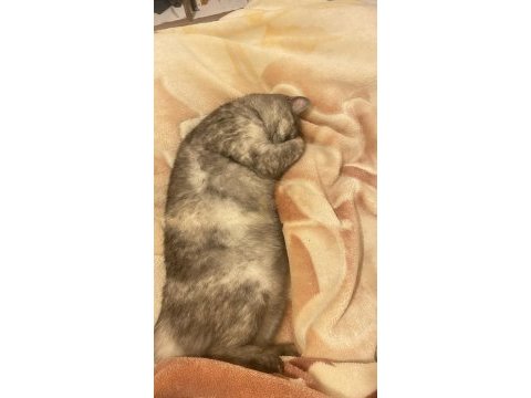 Uysal british shorthair kedidir