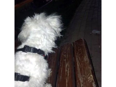 3 yaşında dişi maltese terrier