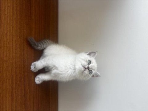 British shorthair lynx point