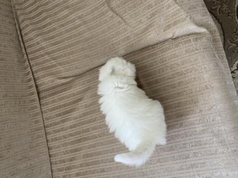 Scottish fold yavrular