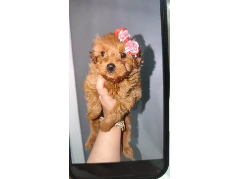 Kore poodle kızımız