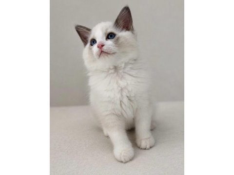 Ragdoll dişi erkek