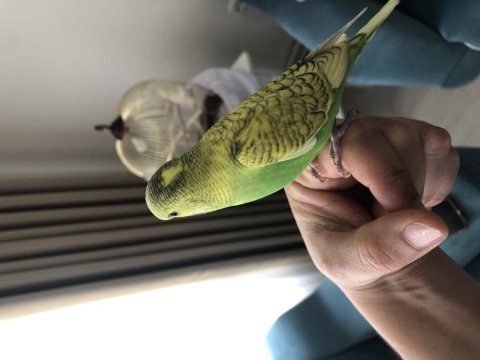 Yavru erkek eşyaları ile satılık muhabbet kuşu