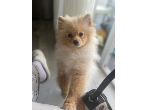 Sevgi bağımlısı 6 aylık erkek pomeranian