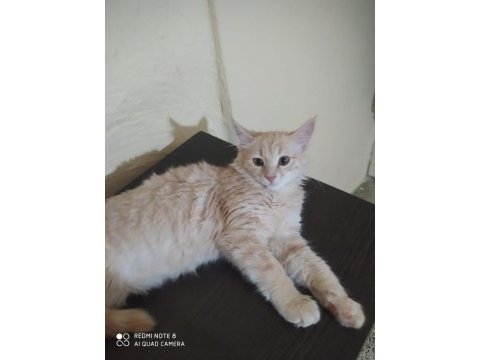 Çok güzel bir kedi cana yakın ve sevimli