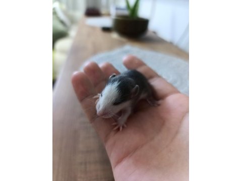 Dumbo husky albino rat yavruları