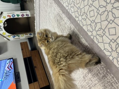 Güzeller güzeli british longhair mia