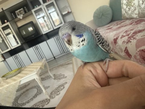 Evcil jumbo kırığı muhabbet kuşu yavru