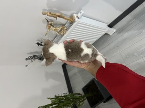 Micro nadir renk ve muhteşem anatomi chihuahua