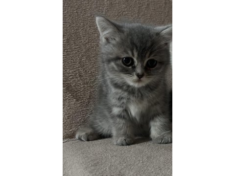 Tabby güzel british shorthair bebeğim