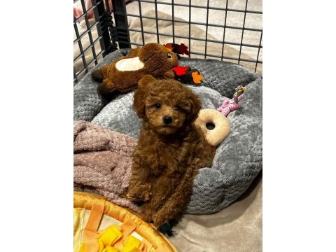 Kore kan poodle yavrularımız