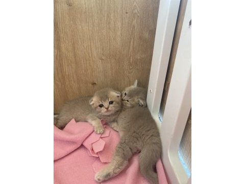 Blue golden baba şecereli a kalite scottish fold