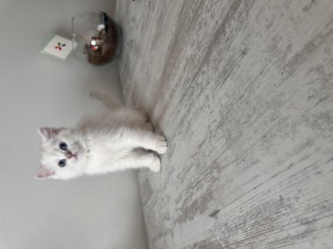 Safkan british shorthair