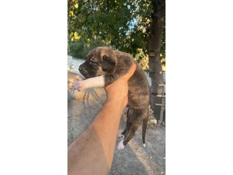Baba cane corso anne presa canario yavrular 9 adet