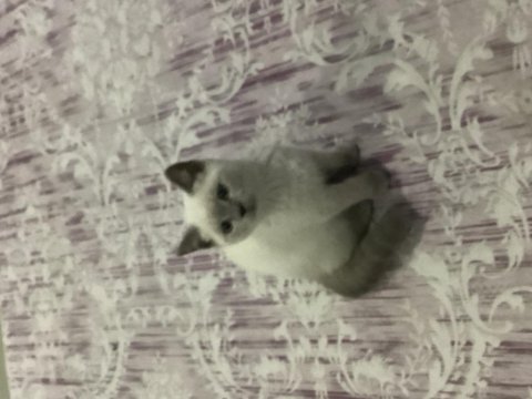 British shorthair blue point dişi