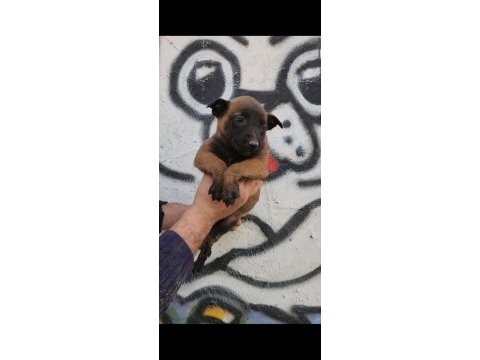 Tüm ırk ve cinsler için yardımcı olalım malinois