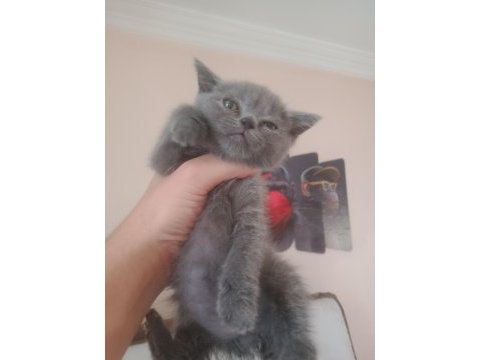 Uygun puanlı safkan scottish fold yavrularımız