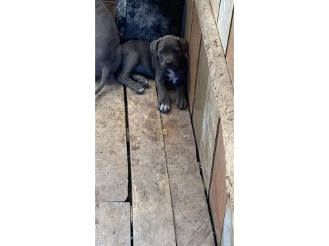 Safkan uygun cane corso