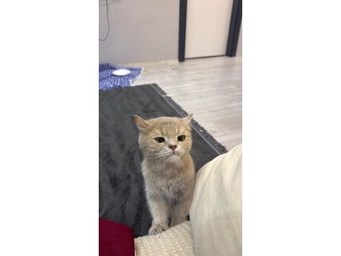 British shorthair yavrumuza yuva aranıyor