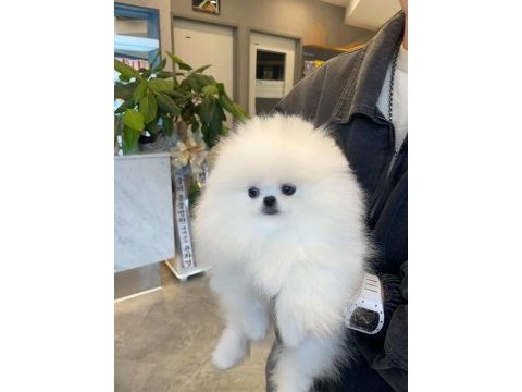 Pomeranian kar beyaz yavrularımız için arayabilirsiniz