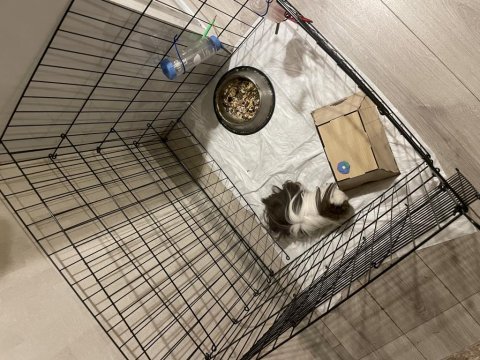 1 yaşında erkek adı çorap guinea pig