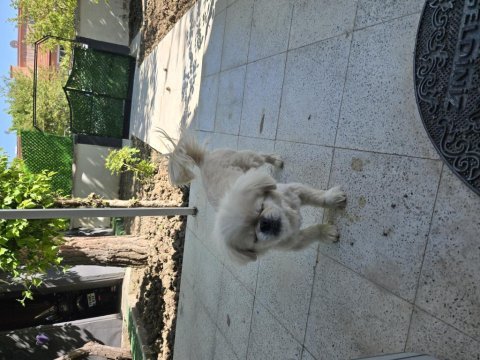 Akıllı bıdık pekinez köpeğimiz badem
