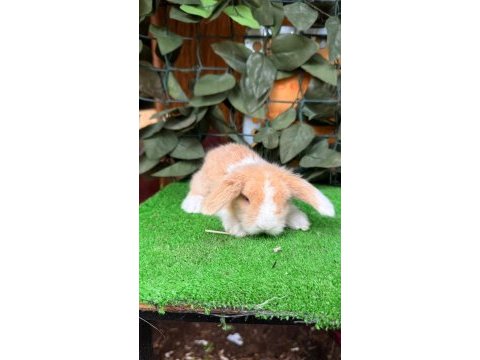 Safkan hollanda lop ve cüce tavşan
