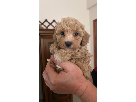 Kilo ve ırk garantili ticap maltipoo bebekler