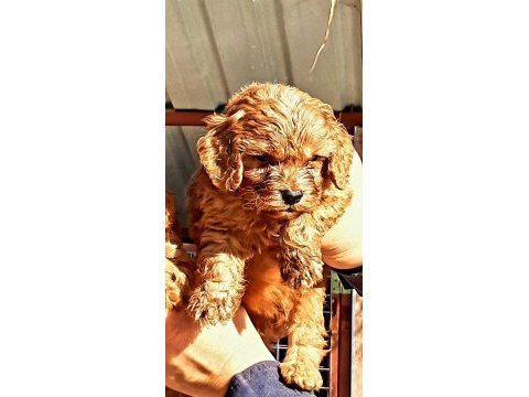 Maltipoo yavrularımda son nokta