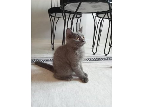 Erkek british shorthair 3 aylık