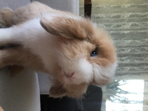 1 yaşında hollanda teddy lop tavşan sahiplendirme