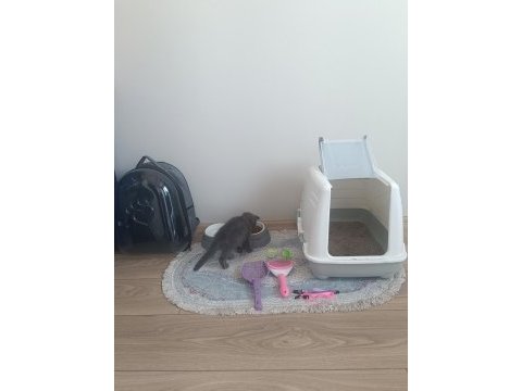 0-3 aylık scottish fold cinsiyeti kızdır