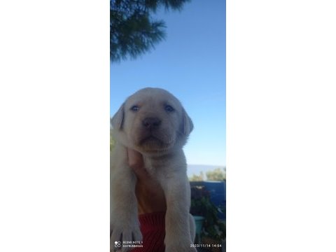 Labrador köpeği yavrularımız