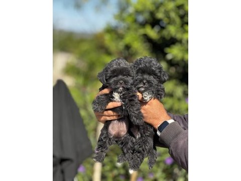Morkie yavrularımız