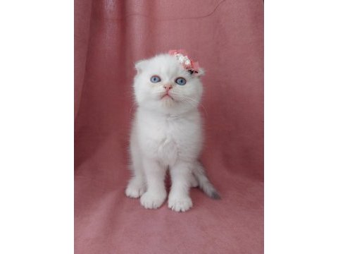 Teslime hazır dişi scottish fold yavrumuz