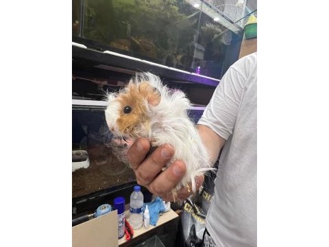Guinea piglerimiz de şehirler arası gönderim