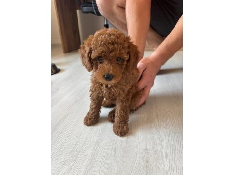 Toy poodle dişi 3.5 aylık