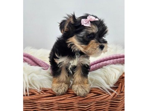 Teacup birbirinden tatlı morkie yavrular