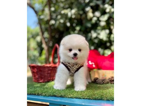 Safkan pomeranian bebeklerimiz