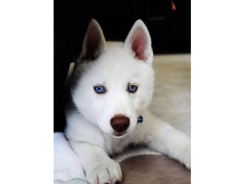 A kalite mavi gözlü beyaz husky sibirya kurdu orjinal