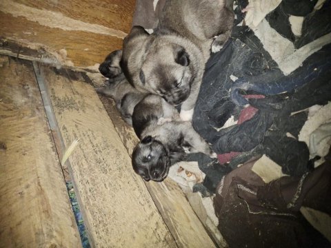 Yeni doğan yavru köpekler uygun verilecek