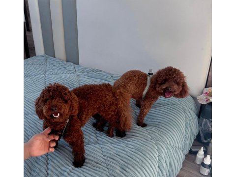 Mikro çip takılıp verilecek poodle