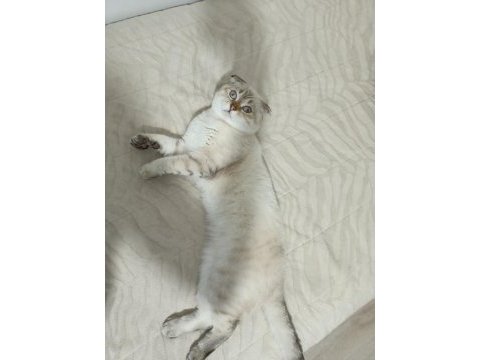 Scottish fold kedimiz yeni yuvasını bekliyor