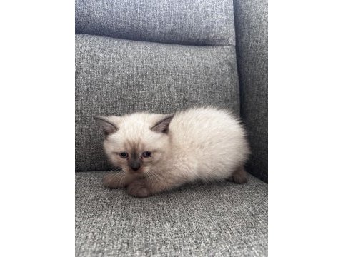 British shorthair ufaklık yeni ev arıyor