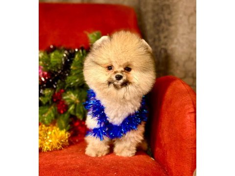 Pomeranian boo teddy surat yavrularımız