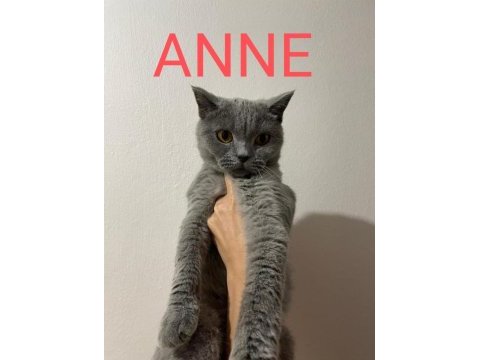 8 aylık erkek british shorthair