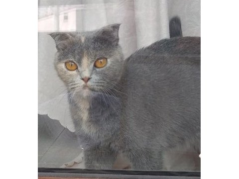 Poncik scottish fold kızım