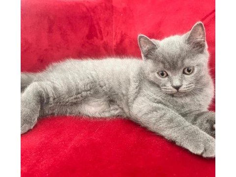 British shorthair
