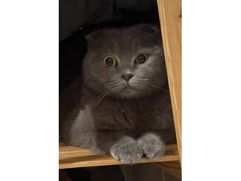 Scottish fold 6 aylık